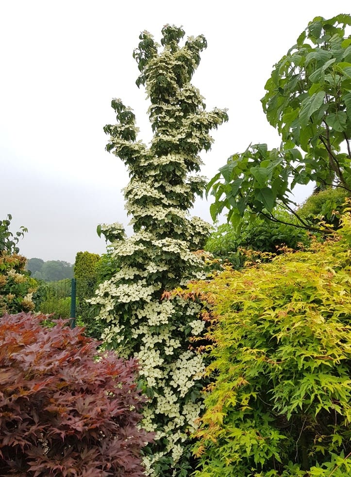 Cornus kousa Flower Tower