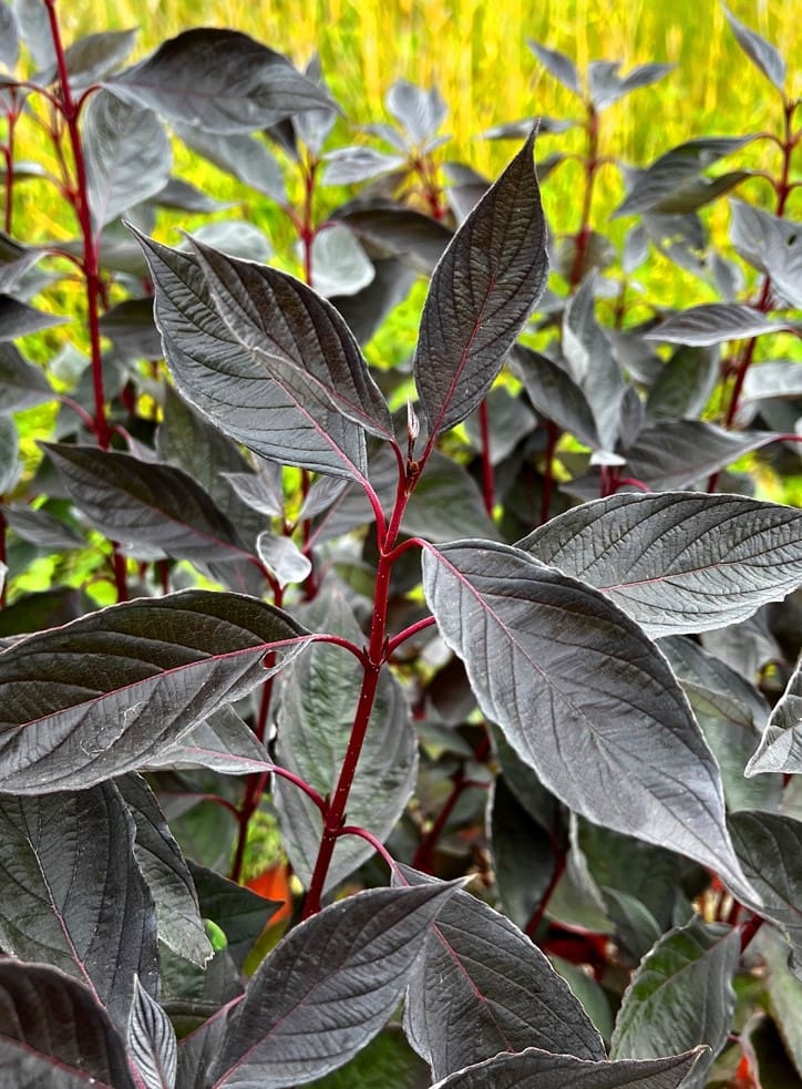 Cornus alba Nightfall