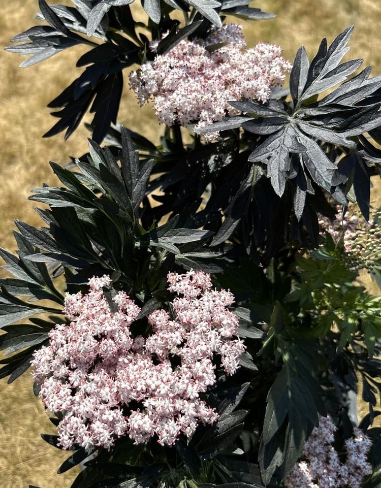 Sambucus nigra Laced Up
