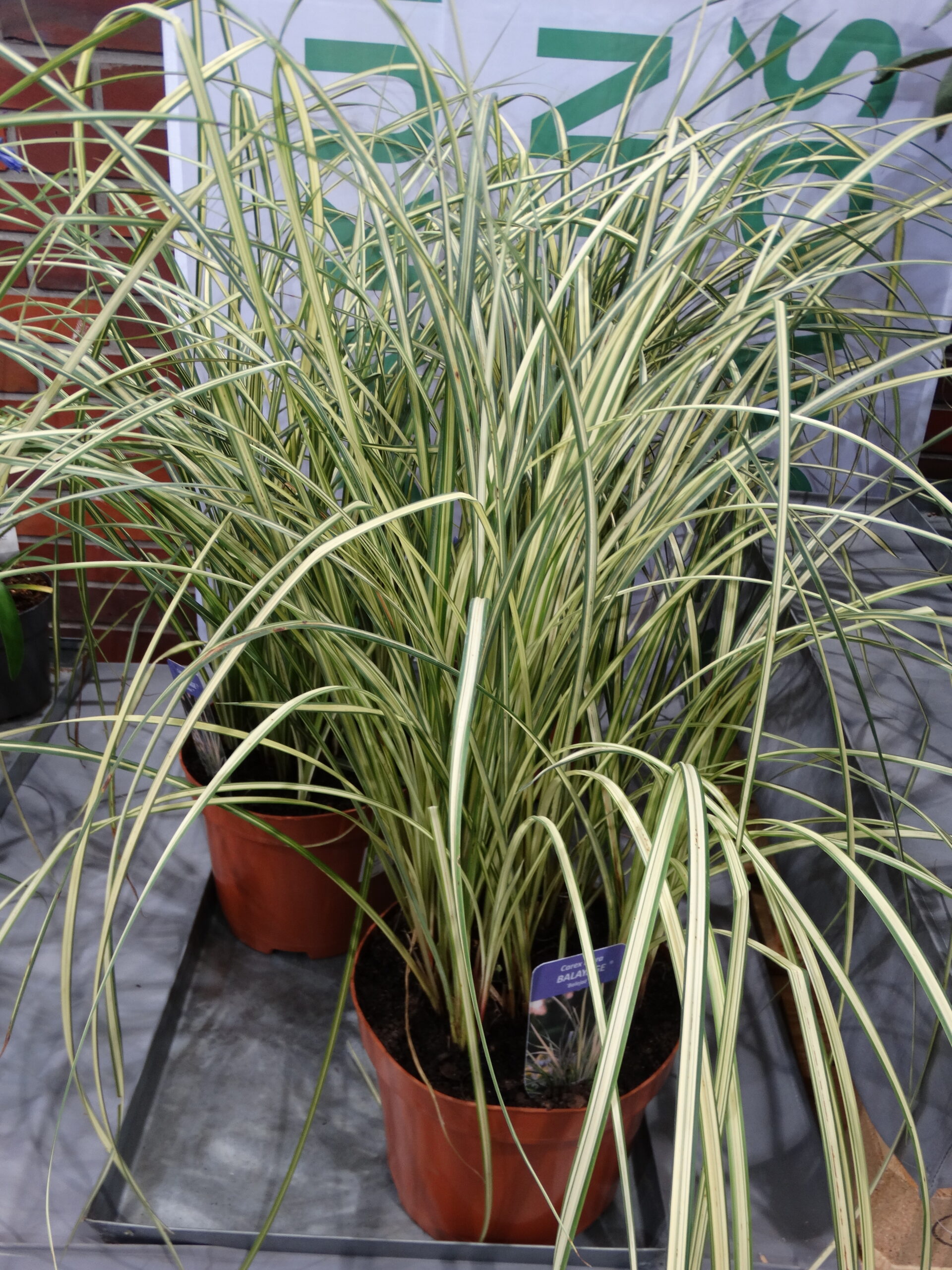 Carex nigra Balayage