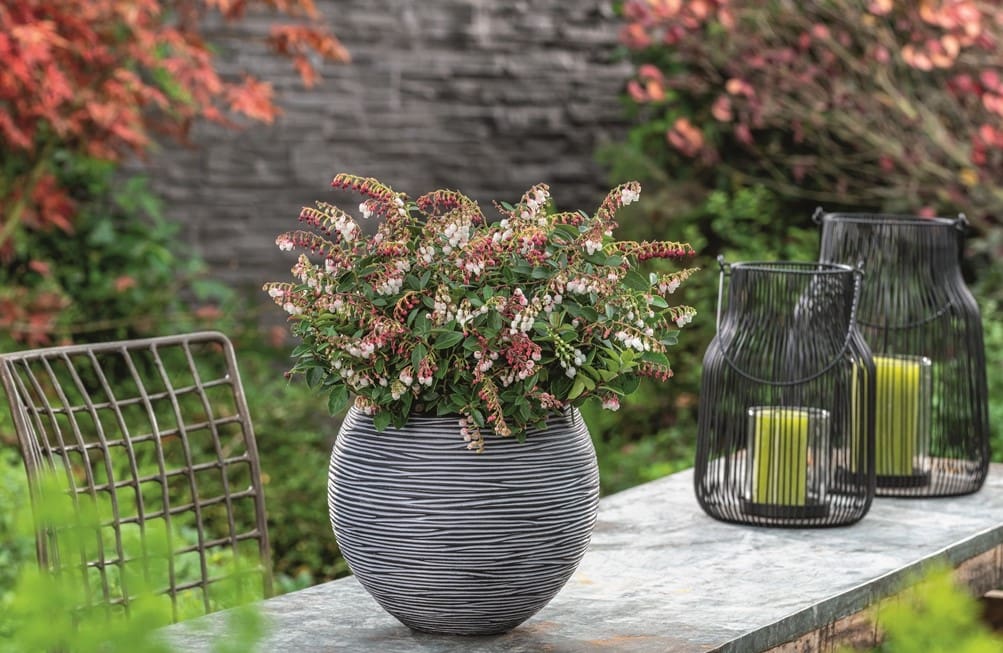 Gaultheria Florry