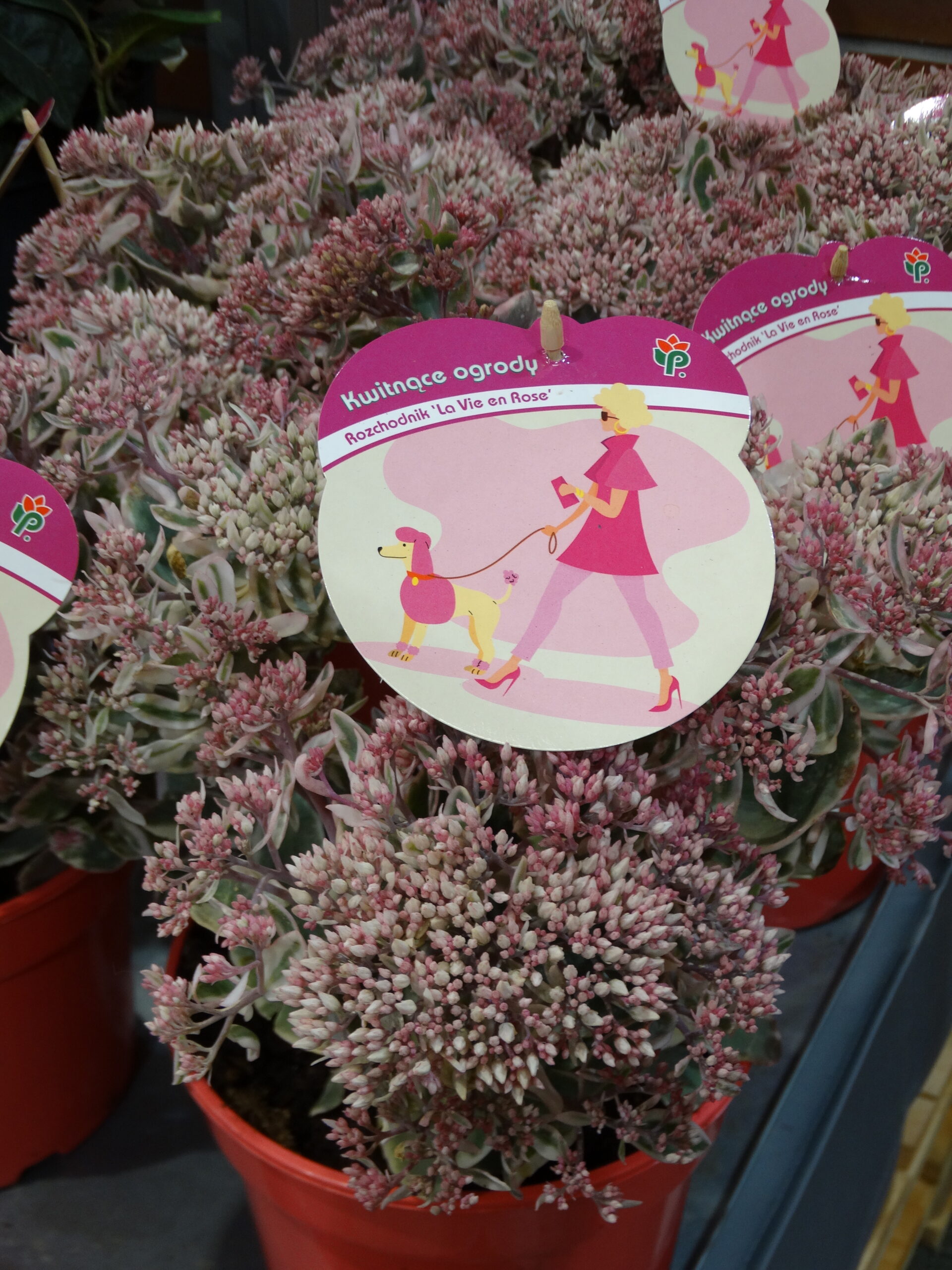Sedum telephium La Vie en Rose