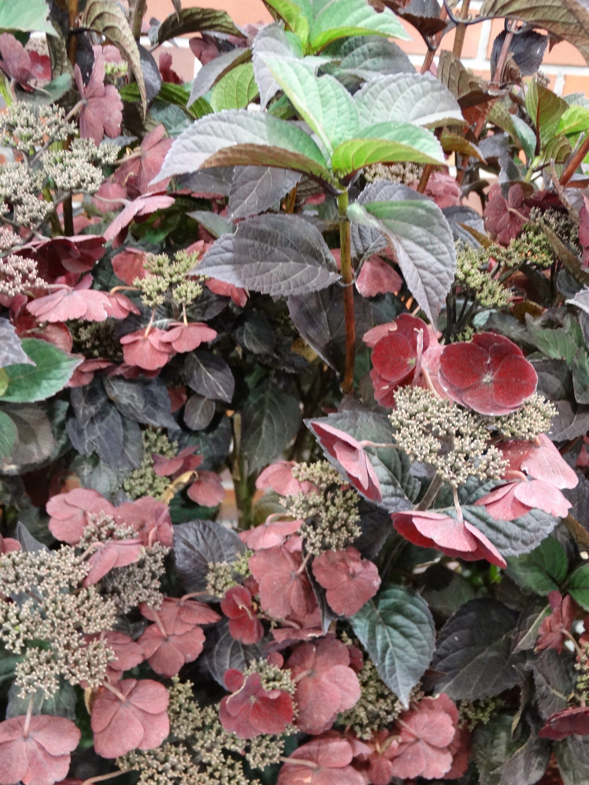 Hydrangea serrata Daredevil