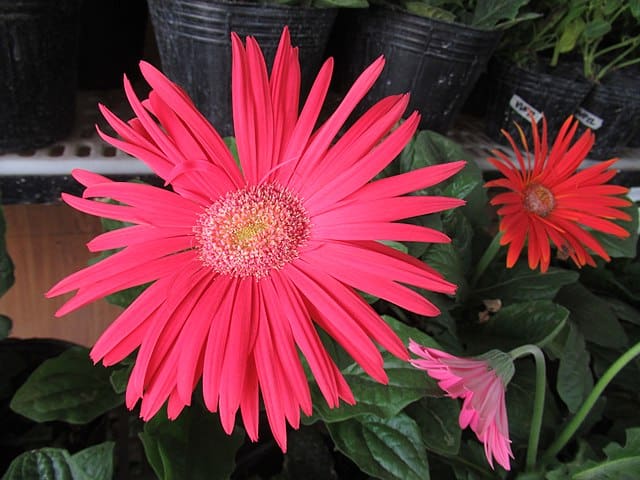 gerbera virág