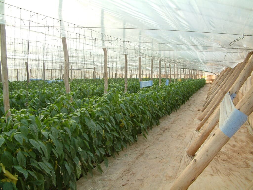 marokkó Exportra termesztett paprika egy marokkói fóliasátorban