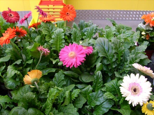 gerbera virág
