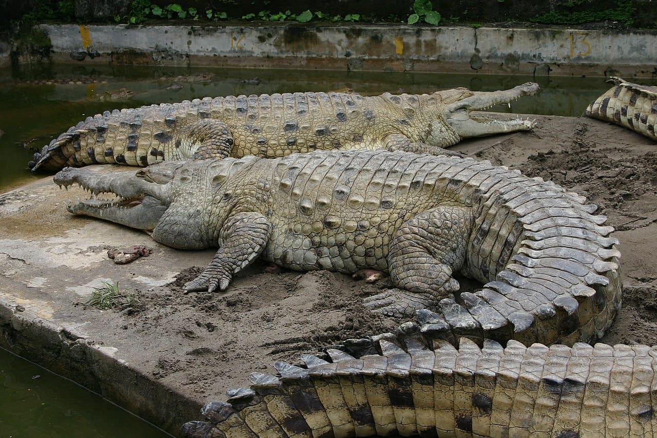 Orinoco-krokodil, Kolumbia