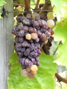 (Fotó: Tokaj Wine Congress)
