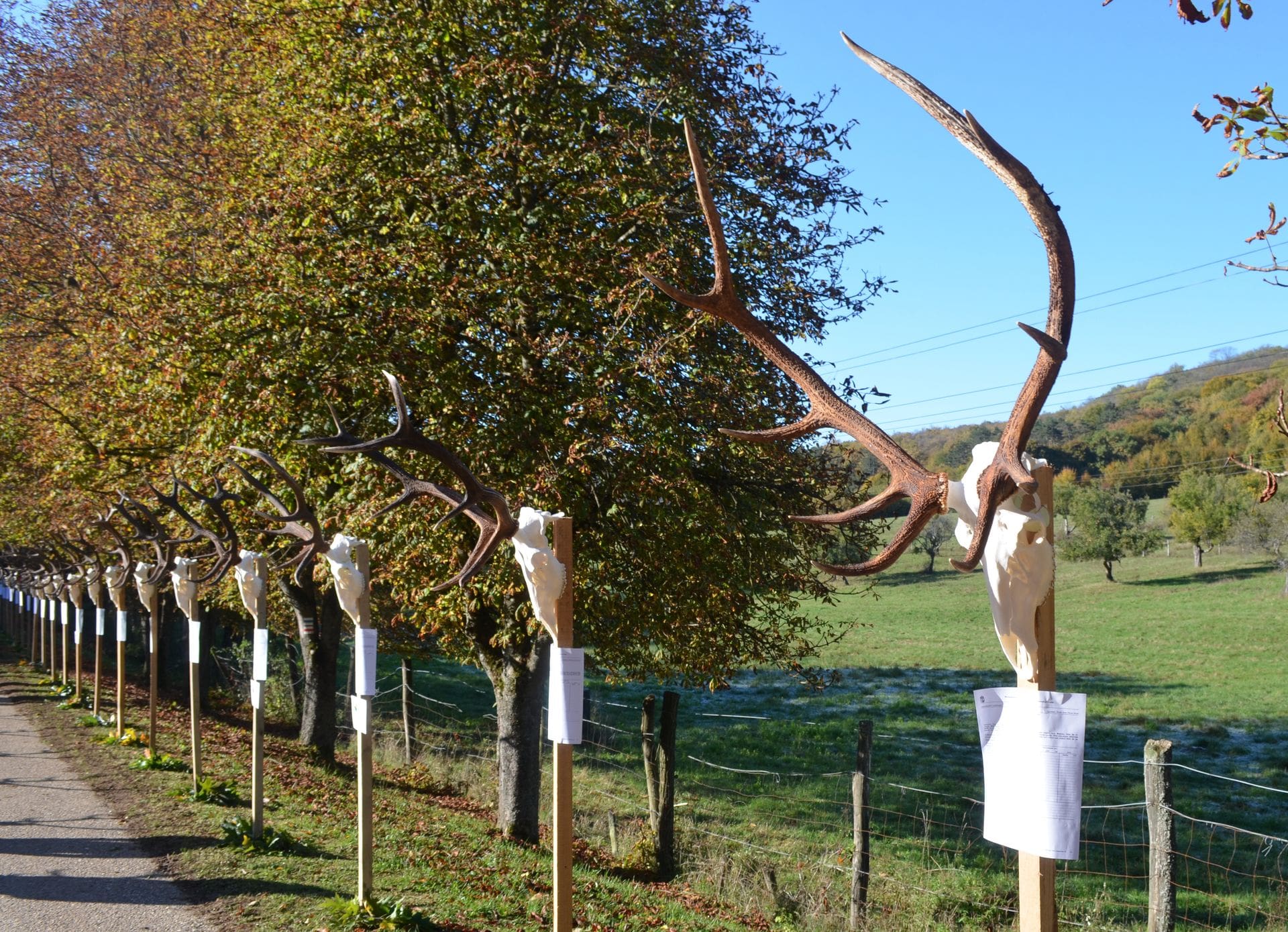 Jubileumi trófeamustra