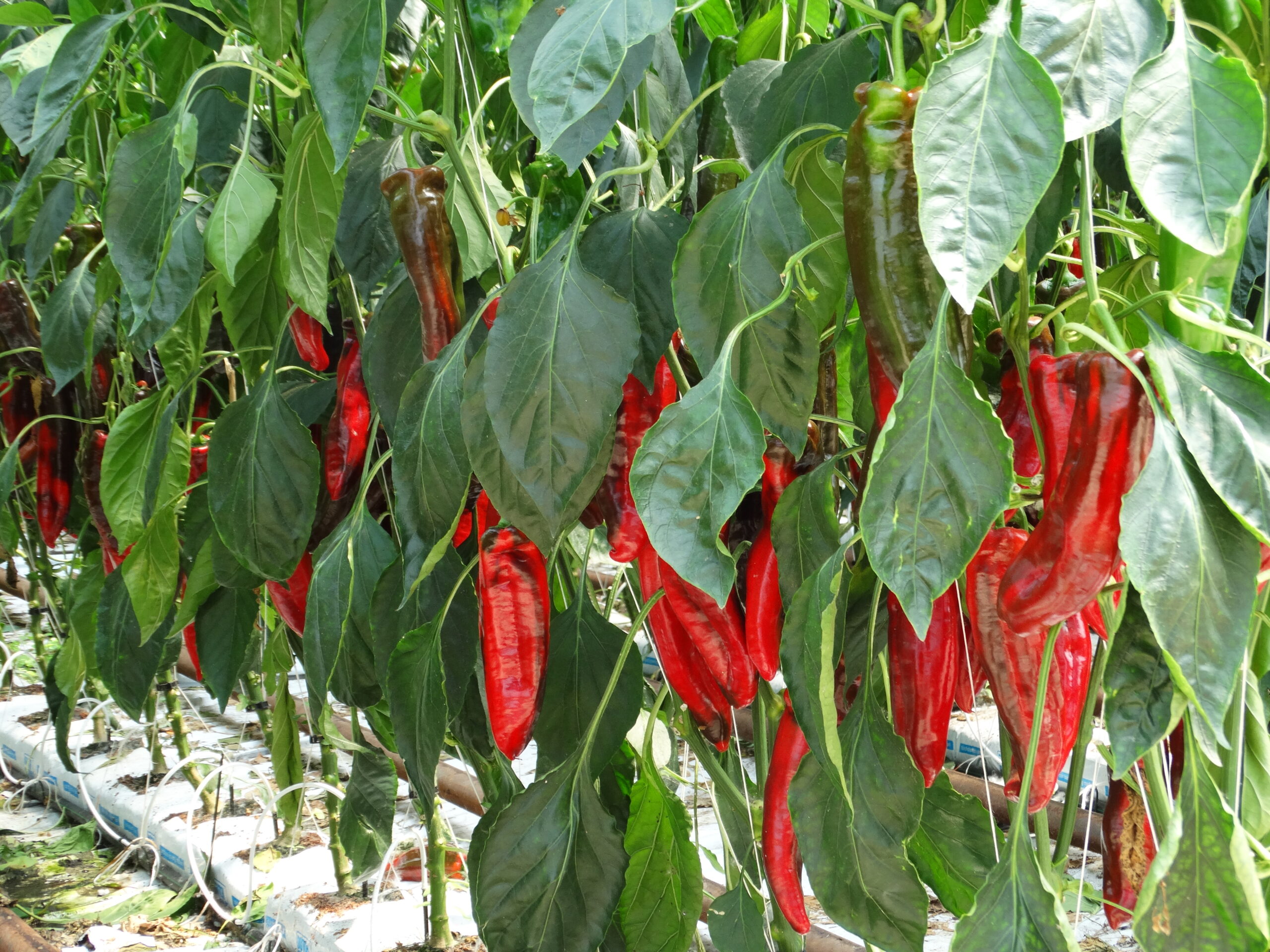 Dulce-típusú paprika