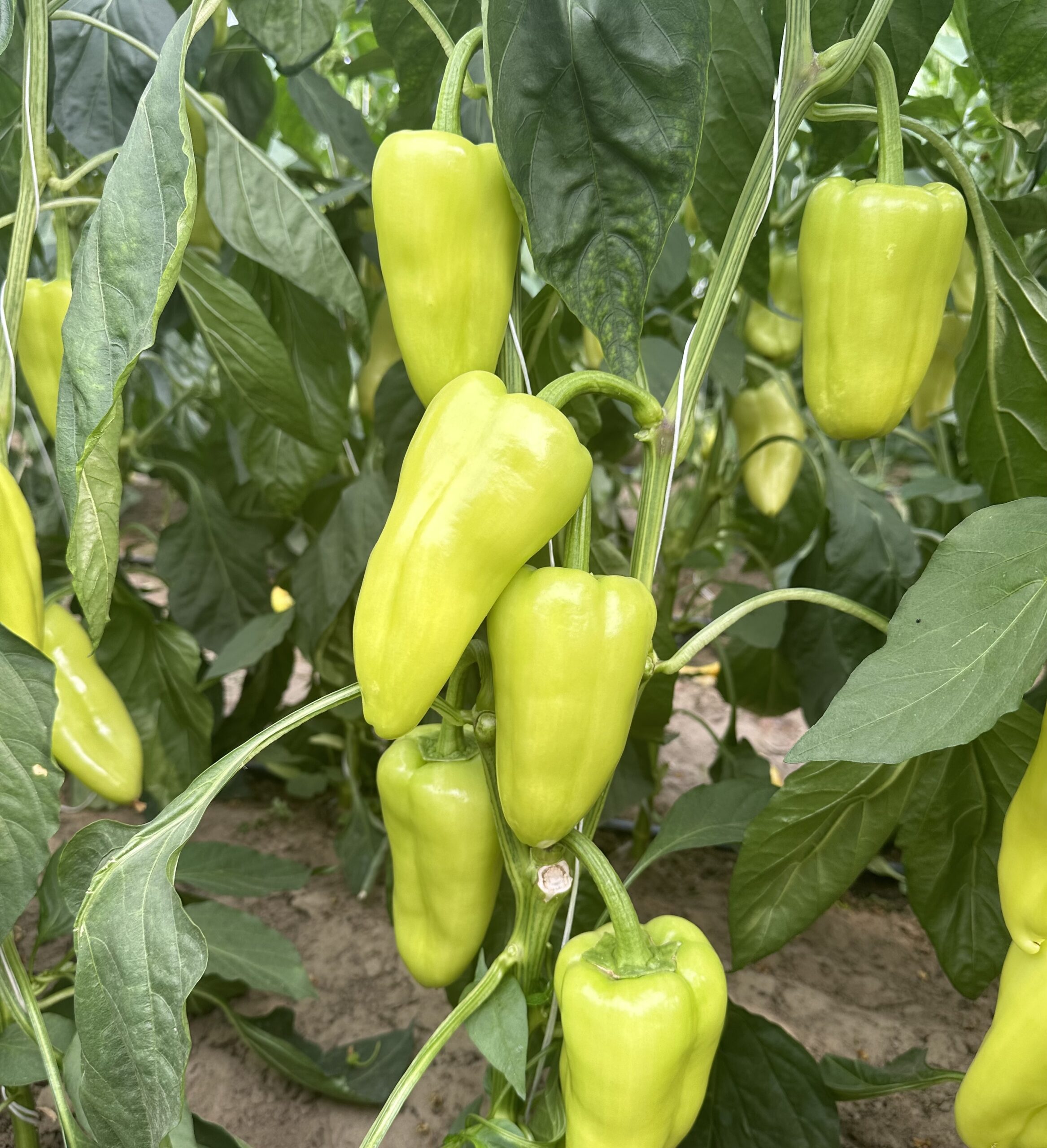 zöld tölteni való paprika 