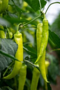 hegyes erős paprika