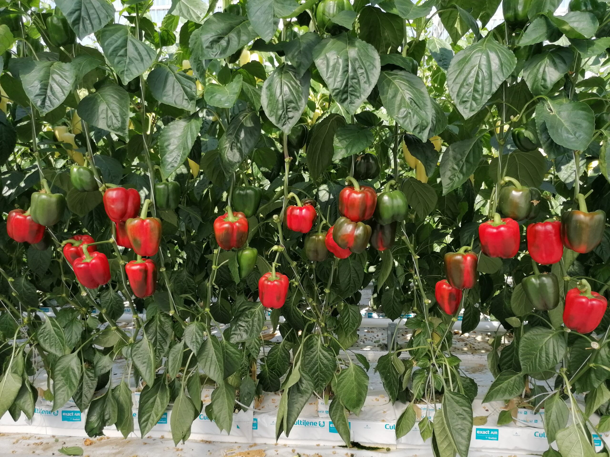 kaliforniai paprika