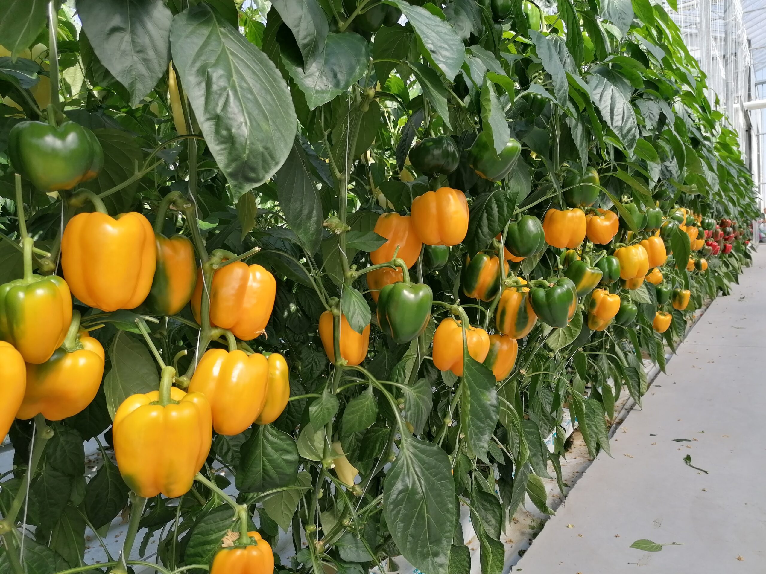 kaliforniai paprika