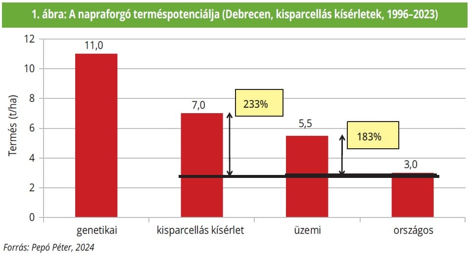 napraforgó terméspotenciálja