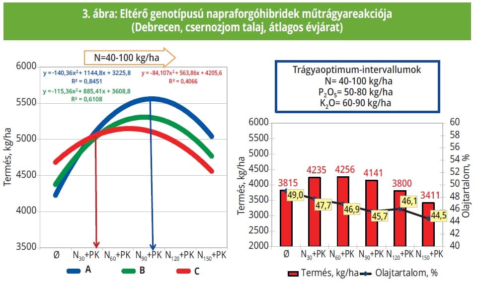 napraforgó genotípus műtrágya