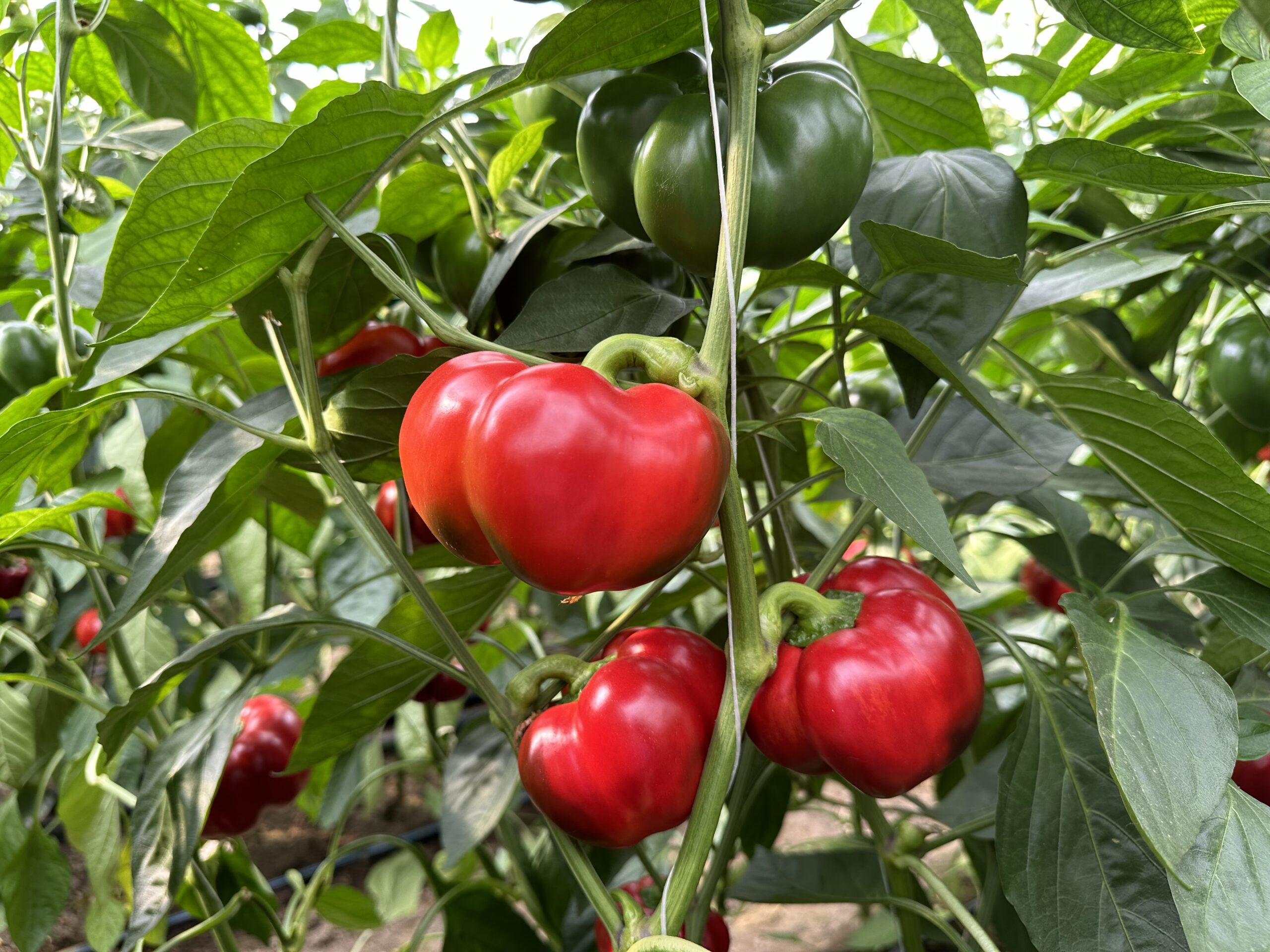 pritaminpaprika