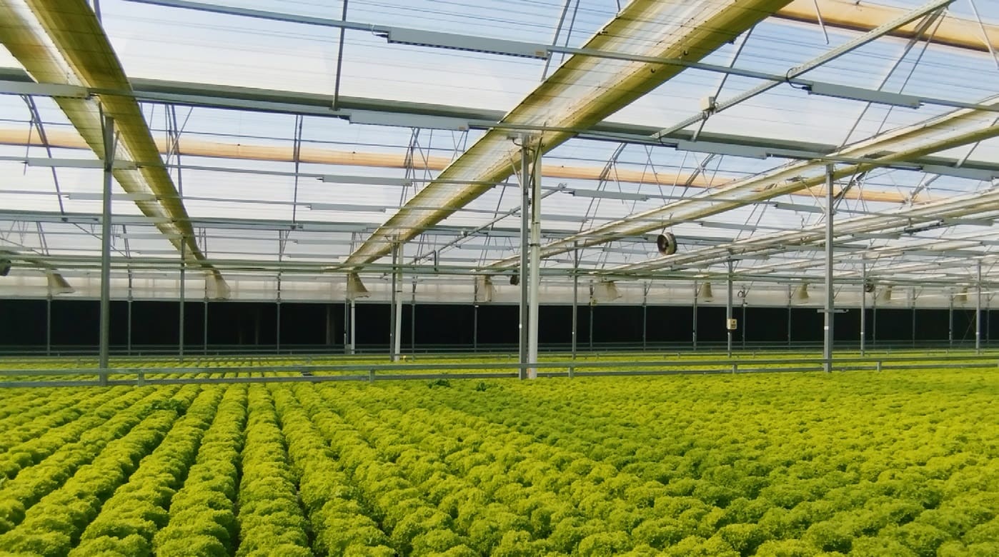 Lollo bionda típusú saláták, háttérben a hűtőfalakkal és felettük az árnyékolóernyőkkel,a szellőzést segítő ventilátorokkal, valamint a LED-lámpákkal