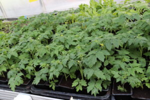 balkonparadicsom palántanevelés