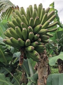 banán