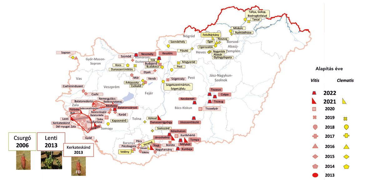 Az FD fi toplazma terjedése Magyarországon. 2023-ban Flavescence doree-val fertőzött területek: Csikéria, Lakitelek, Nyárlőrinc, Cserkeszőlő, Zomba, Lesencefalu, Káld, Zalaistvánd, Zalaszentgrót, Tilaj, Türje