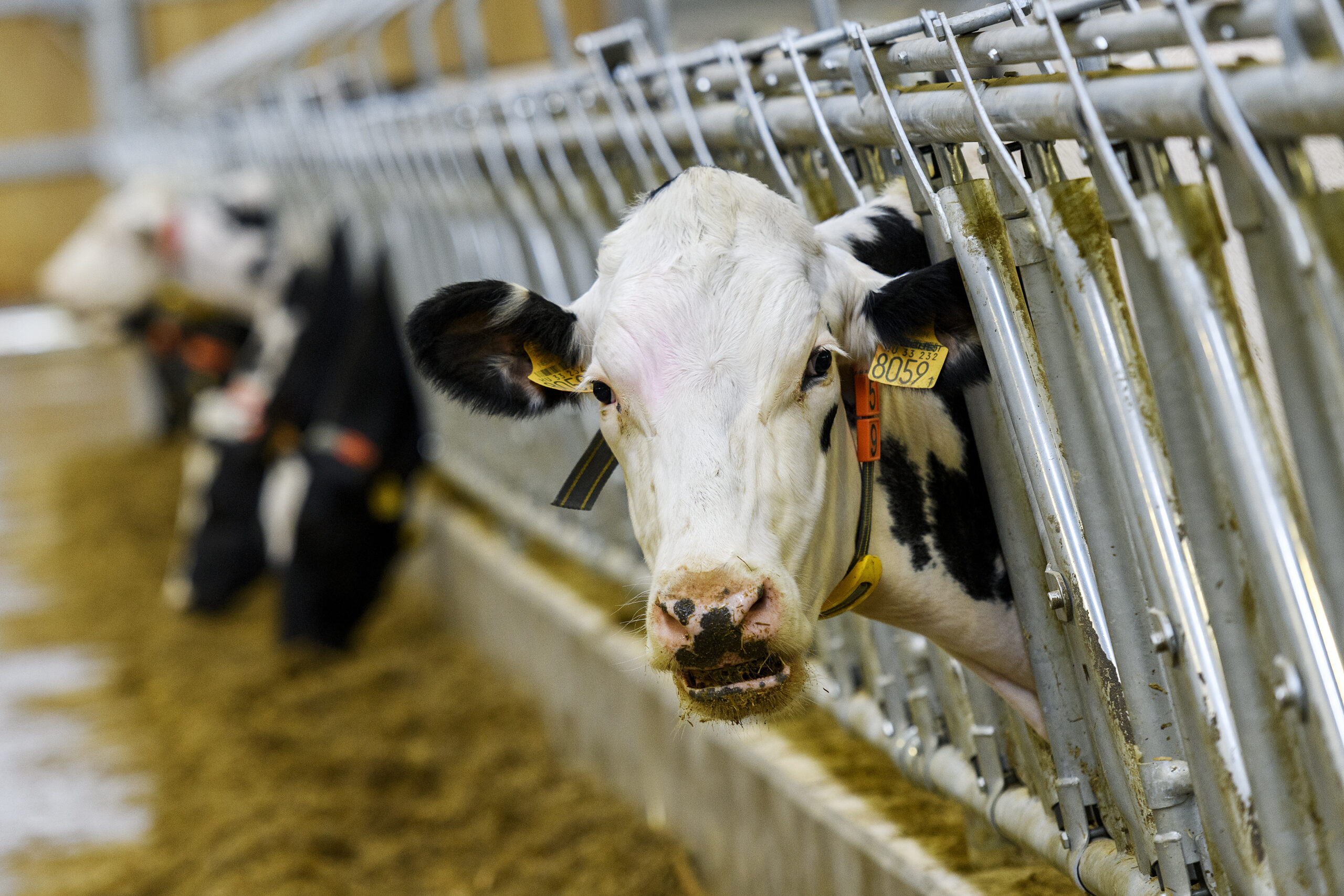 mezőhegyes tehenészet