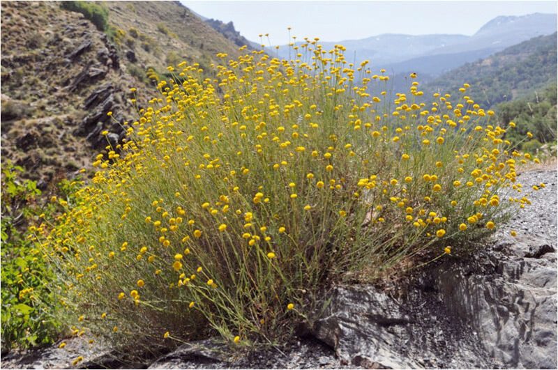 Hamvas cipruska mediterrán élőhelyén