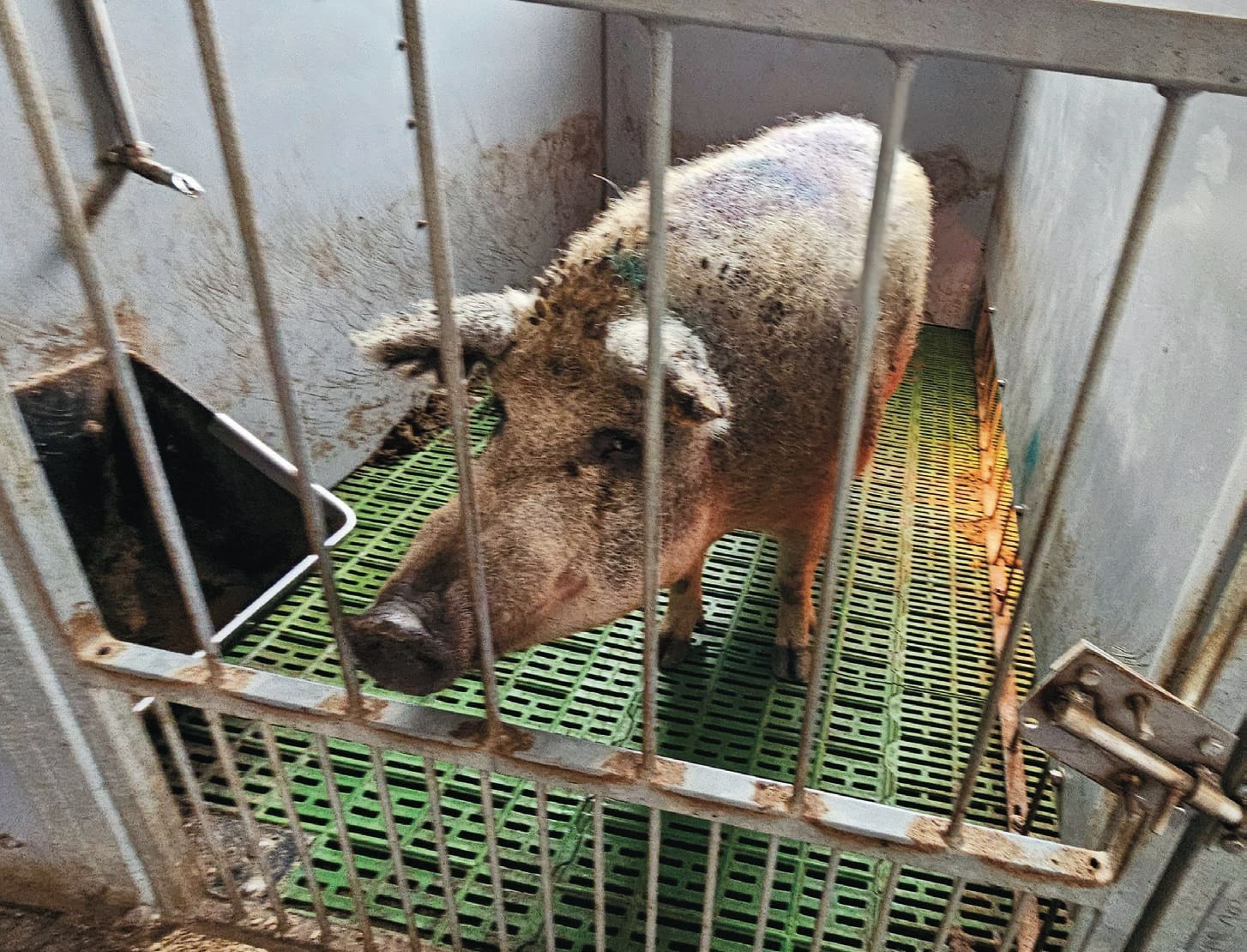 Kocaforgójuk 1,6–1,7-szeres, így az évenkénti többletmalac felülmúlja az 1000 egyedet, mangalica