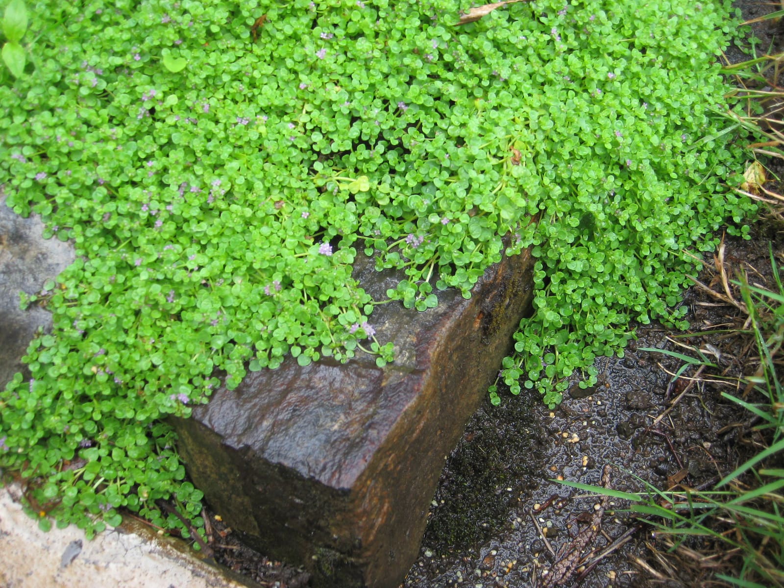 Korzikai menta