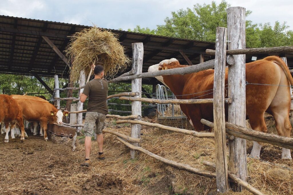 A széna is a legelőkről származik, évente többször is kaszálják a takarmánynövényeket magyartarka