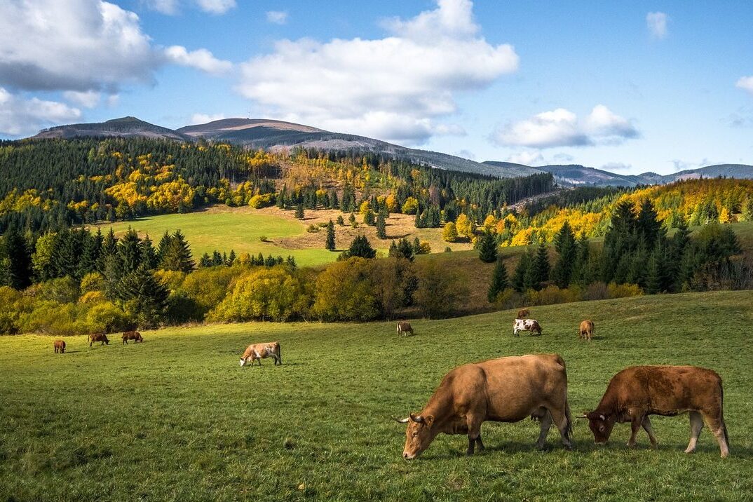 szlovákia tátra legelő szarvasmarha