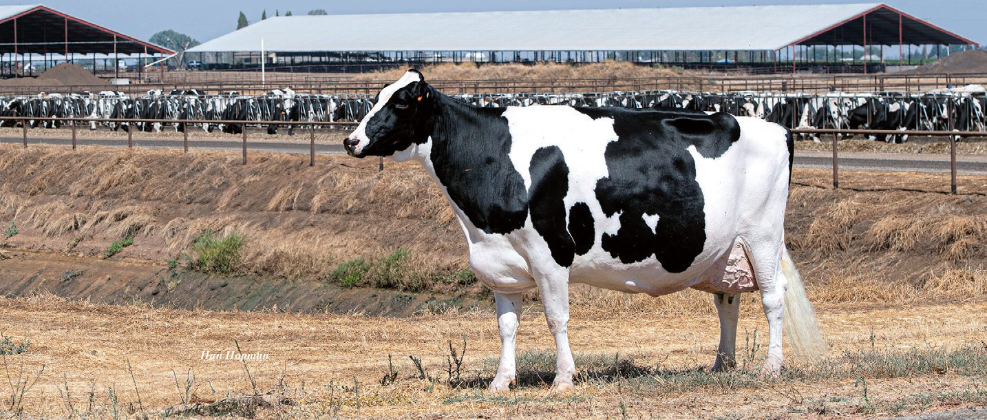 A negyedik laktációs Calori-D Ryle EX-94 (Crush × Dempsey), tehéncsaládja 17. generációs EX tehene, „a telep királynője”