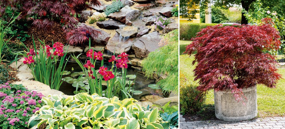 Acer palmatum