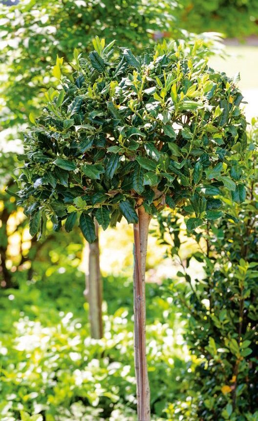 Ilex aquifolium
