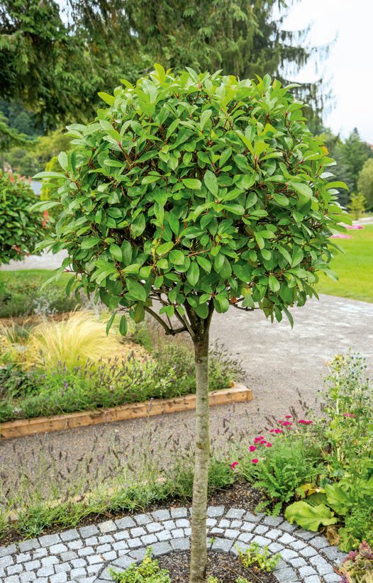 Photinia ’Red Robin’