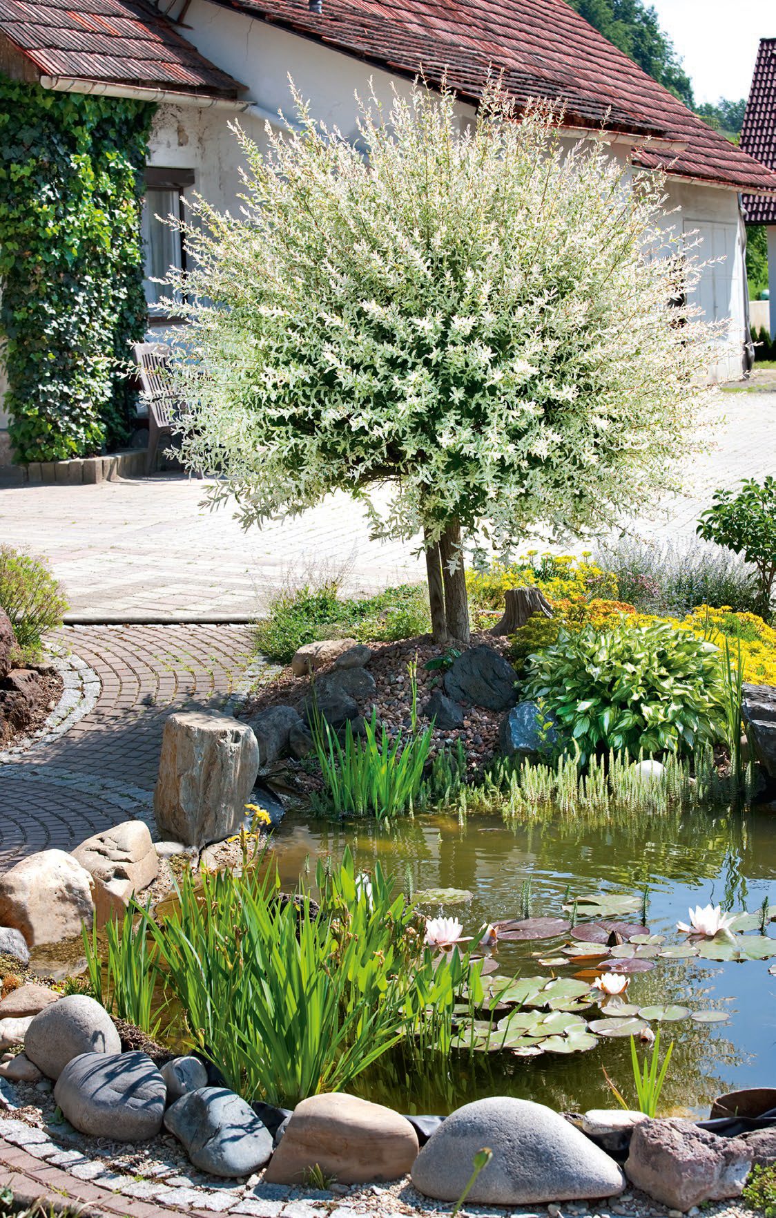 Salix integra ’Hakuro Nishiki’