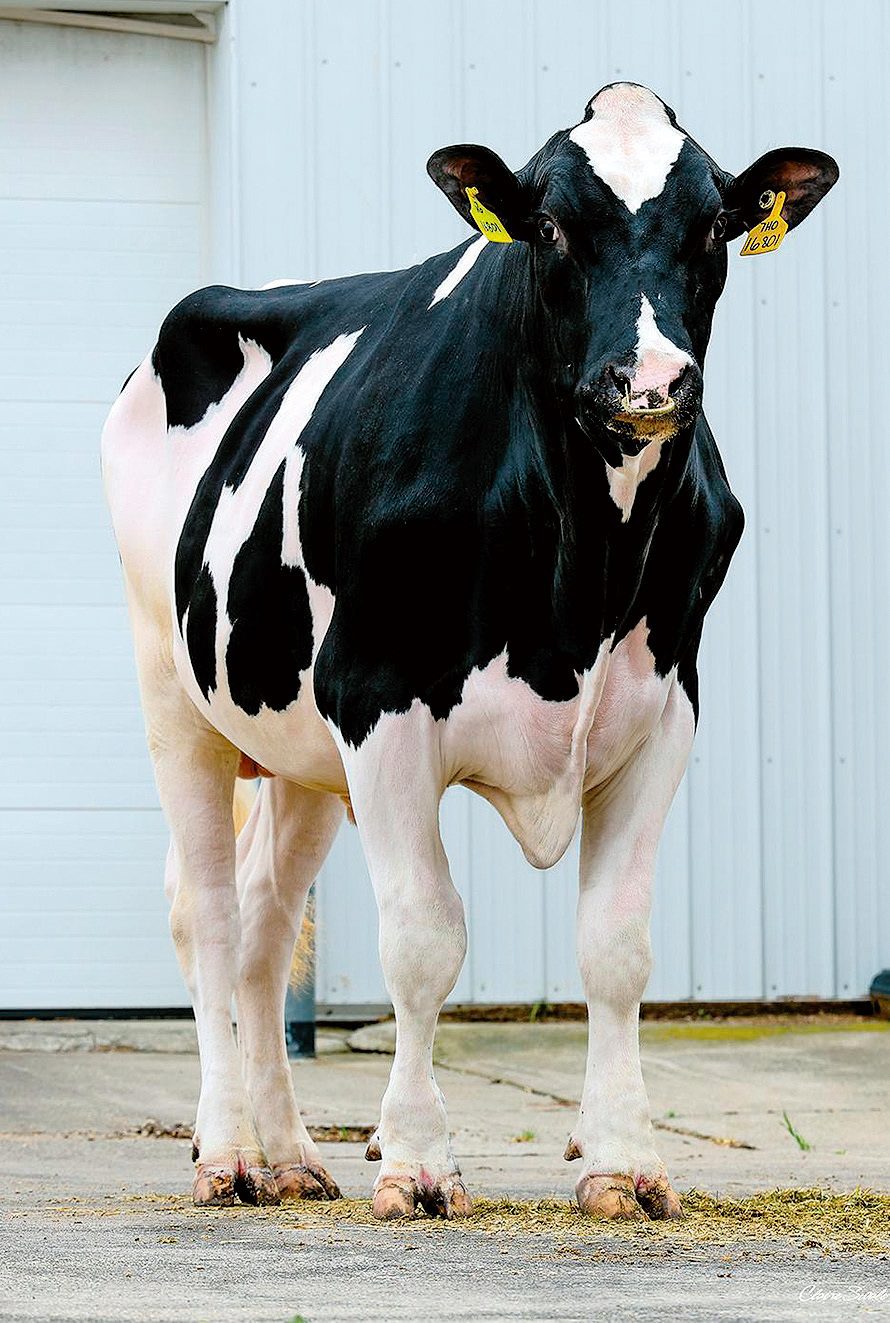 250HO16801 Allgone-PP-ET szarvatlan holstein-fríz