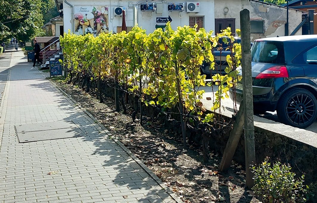 Hagyományos kordonművelésűszőlősor egy tokaji parkoló mellett, fajtája a borvidéket uraló Furmint