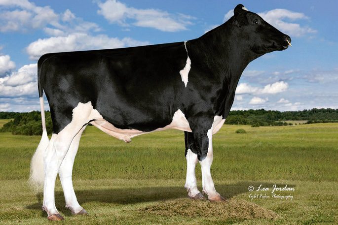 7HO17284 Hard Rock RC