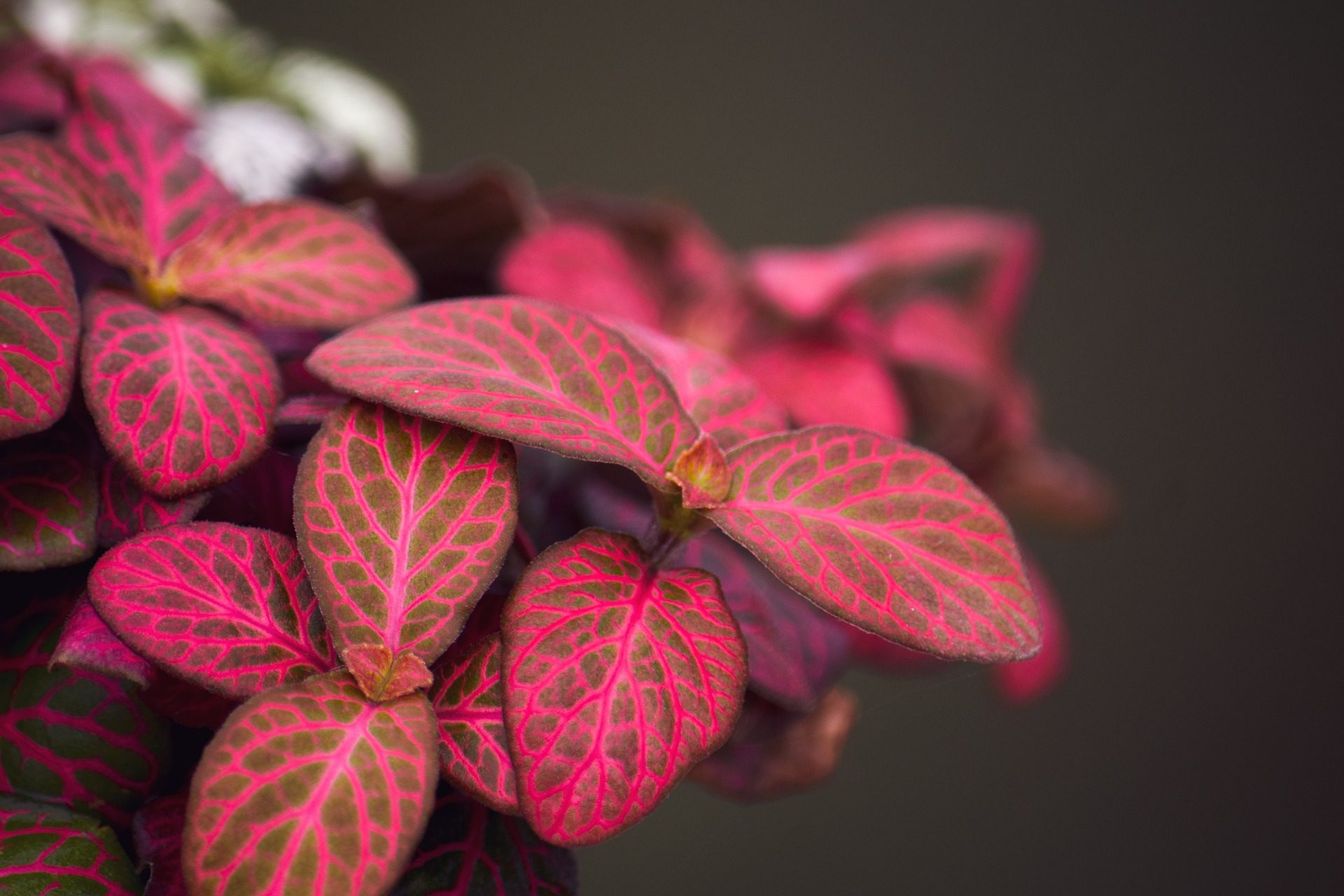 Fittonia albivenis piros levelek