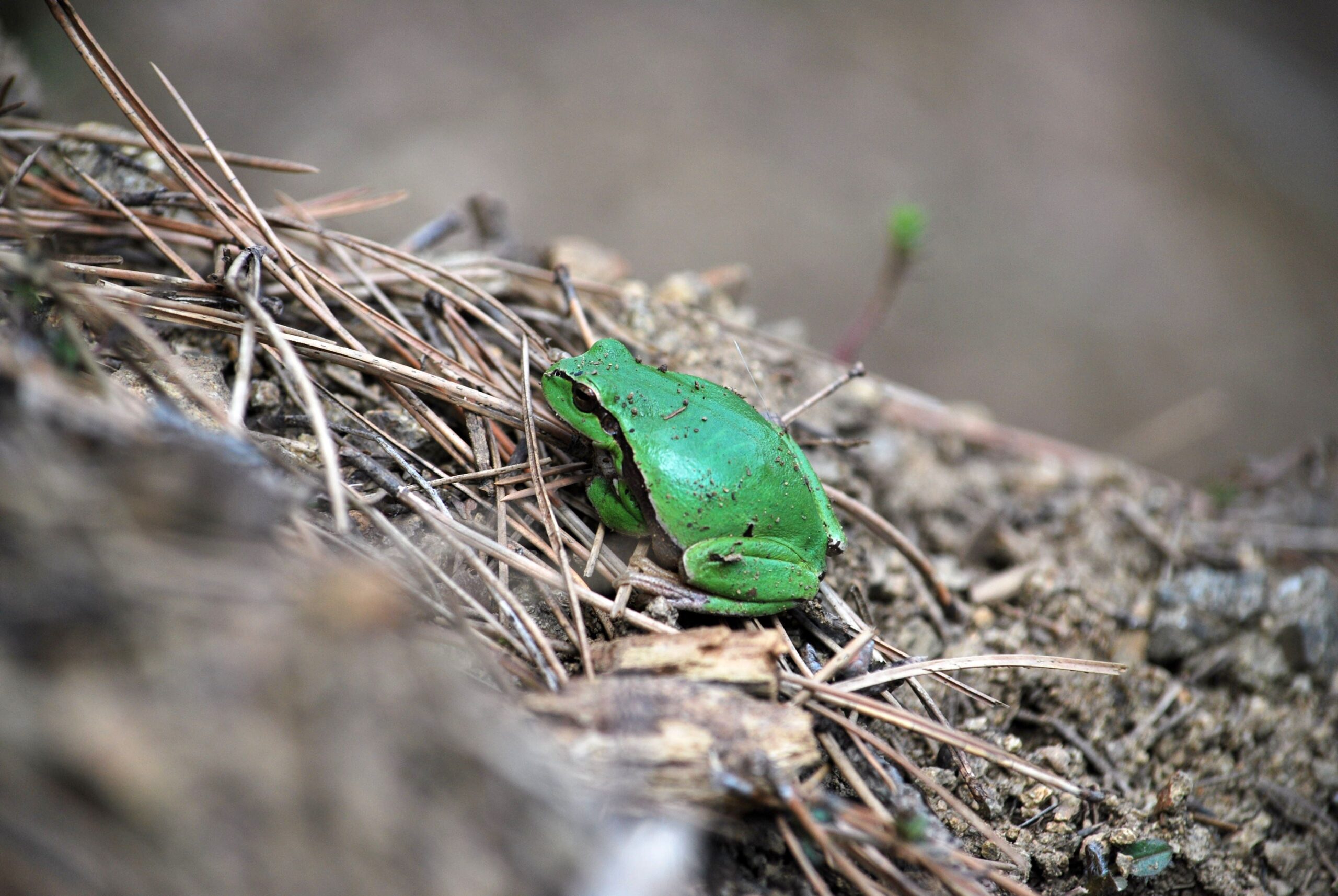 levelibéka béka kétéltű