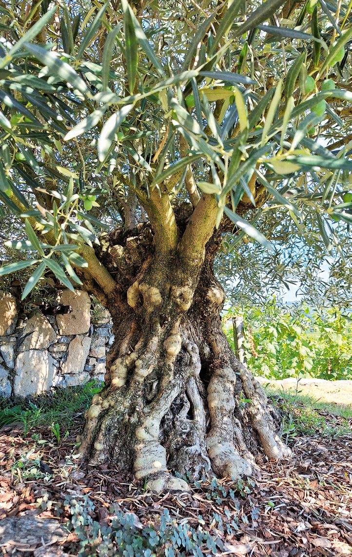 olíva, olajfa, mediterrán növény