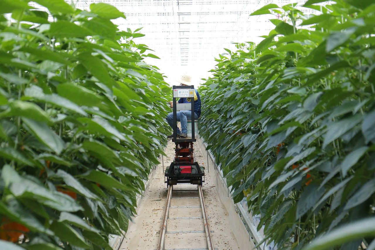 üvegház smartfarm