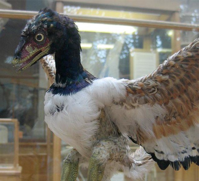 Archaeopteryx lithographica