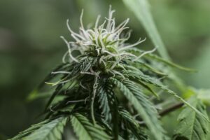 kannabisz