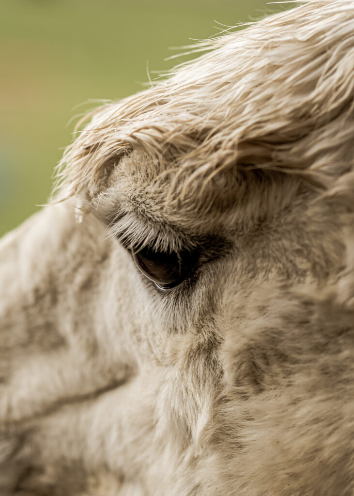 https://www.freepik.com/free-photo/closeup-shot-white-llama-eyes_14196009.htm#fromView=search&page=1&position=20&uuid=aae4f534-829d-43b3-8810-837faa0bfa6d&query=cow+ear