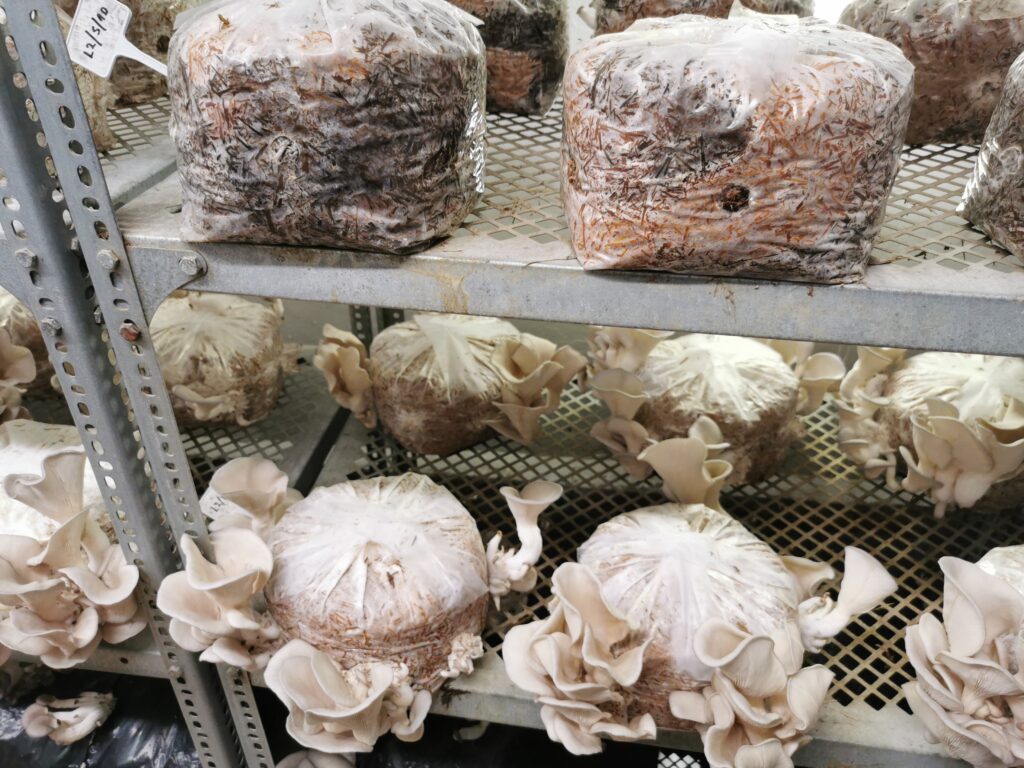 gombatermesztés