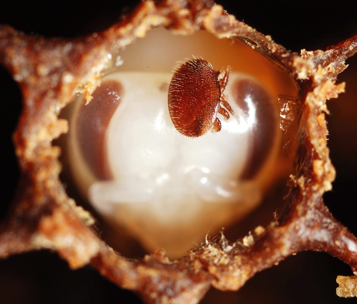 1. ábra: Varroa destructor nőstény az európai mézelőméh, az Apis melliferabábjának fején. Fotó: Gilles San Martin (https://idtools.org/bee_mite/index. cfm?packageID=1&entityID=158)