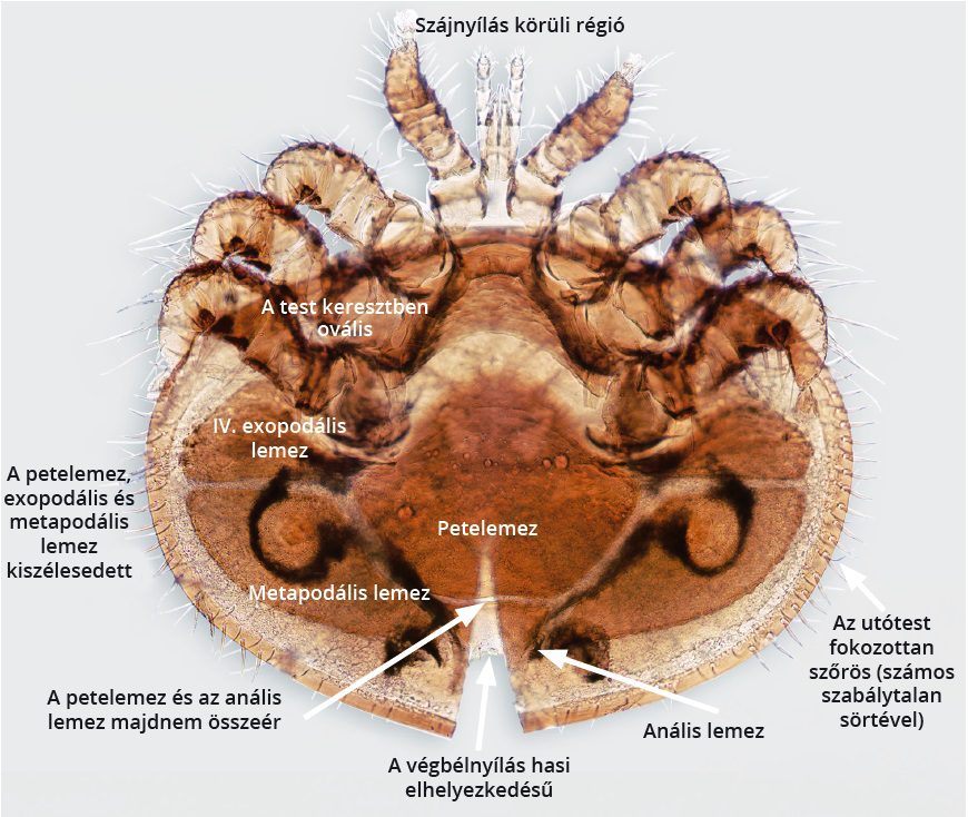 2. ábra: Varroa destructor nőstény, ventrális nézet. Fotó: Gilles San Martin (https://idtools.org/bee_mite/index.cfm?packageID=1&entityID=158)