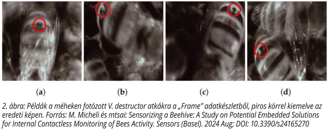 varroa atka méheken 